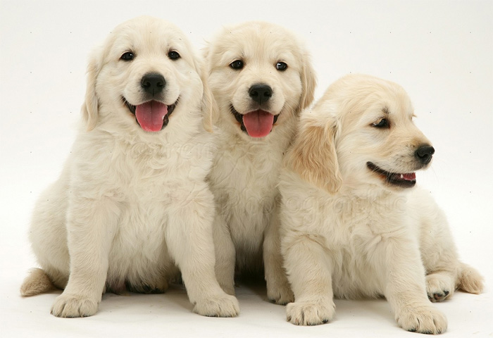 Adorable pups